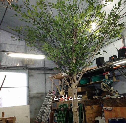 자작나무 3.2M